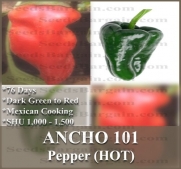 1 oz (2,800+) ANCHO POBLANO CHILE HOT Pepper seeds 1,000 - 5,000 SHU Dark green to mahogany