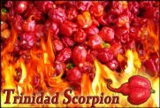 Trinidad Moruga Scorpion - 10 Quality Seeds - The Hottest Pepper in the World since 2011
