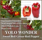 1 oz (4,200+) YOLO WONDER Pepper seeds HIGH YIELD ~ Top quality sweet bell blocky & 4 lobed
