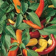 Pepper HOT Hungarian Yellow WAX Great Heirloom Vegetable BULK 2,000 Seeds