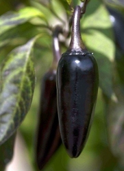 Hungarian Black Pepper 10 Seeds -Mildly Hot/Great Salsa