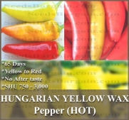 1 oz (4,000+) HUNGARIAN WAX HOT Pepper seeds YELLOW TO RED dwarf and bushy and approx. 15