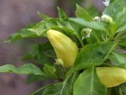 Hungarian Yellow Wax Pepper-100 Seeds-GARDEN FRESH PACK