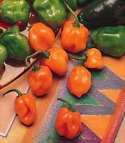 Habanero Pepper - 100 Seeds - GARDEN FRESH PACK!