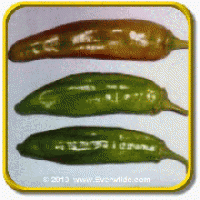 1 Lb Hot Pepper Seeds - 'Anaheim Chile' Bulk Vegetable Seeds