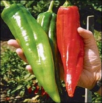 NuMex Big Jim Chile Pepper 10 + Seeds - 12 Inches Long!