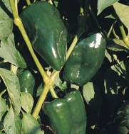 Pepper Ancho 211 (Capsicum annuum) 20 Seeds by David's Garden Seeds