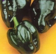 50 ANCHO POBLANO PEPPER Chili Pepper Capsicum Annuum Vegetable Seeds