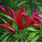 Hot Pepper Seed Thai Hot (Capsicum annuum) 30+ Seeds by Seeds and Things