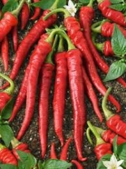 Pepper Hot Long Red Slim Cayenne 20 Seeds Fresh Seed