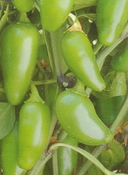Mild Jalapeno Pepper - 25 Seeds/Seed