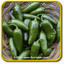 1 Lb Hot Pepper Seeds - 'Jalapeno M' Bulk Vegetable Seeds