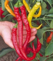 Amazingly long, sweet, cayenne shaped peppers grow to 1 foot long 10 SEEDS PER Pack