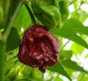 Trinidad Chocolate 7 Pot Douglah - Might be the World's 2nd Hottest Chili Pepper 10 + Seeds