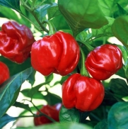 Sweet Red Pimiento Pepper 10 Plus Seeds