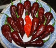 NUCLEAR CHOCOLATE BHUT JOLOKIA ULTRA 10 + FRESH PEPPER SEEDS VERY VERY RARE LIMITED SUPPLY