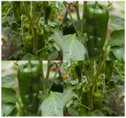 40 ANCHO POBLANO CHILE HOT Pepper seeds 1,000 - 5,000 SHU Dark green to mahogany