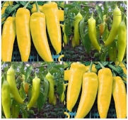 100 HUNGARIAN WAX HOT Pepper seeds YELLOW TO RED dwarf and bushy and approx. 15
