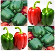 80 YOLO WONDER Pepper seeds HIGH YIELD ~ Top quality sweet bell blocky & 4 lobed