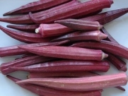 Okra Seeds - 'Red Burgundy' Vegetable Seed Packet (100 Seeds)