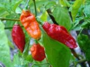 20 GHOST PEPPER - WORLDS HOTTEST Naga Jolokia Cobra Chili Vegetable Seeds *Comb S/H