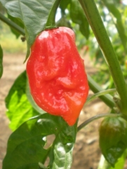 Naga Morich 15 Pepper Seeds By Pepper Gardeners
