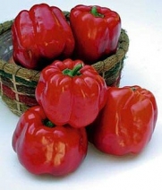 North Star Sweet Pepper - 10 Seeds - Green to Red