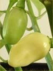 50 HOT WHITE HABANERO PEPPER Capsicum Chinense Vegetable Seeds