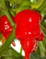 10 + Trinidad Scorpion-- Super HOT Pepper Seeds - Plus 10 FREE Hot Paper Lantern Pepper Seeds By Seeds and Things