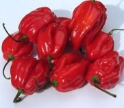 Caribbean Hot Red Habanero Seeds 50+ By Hinterland Trading