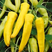 Pepper Yellow Banana 100 Heirloom Seeds by David's Garden Seeds