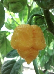 Trinidad Yellow 7 Pot Hot Pepper 10+ Seeds  Rare by Seeds and Things