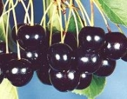 Sweet Black Cherry Tree 'Prunus serotina'-- 10 Seeds by Seeds and Things