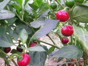 Pepper Sweet Red Cherry Great Heirloom Vegetable 100 Seeds