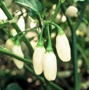 Pepper HOT White Habanero Great Heirloom Vegetable 25 Seeds