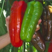 15 Heirloom MARCONI RED PEPPERS Seeds by Seeds and Things