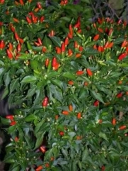 50 TABASCO PEPPER Hot Red Capsicum Fruitescens Vegetable Seeds *Comb S/H