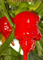 10 + Trinidad Scorpion-- Super HOT Pepper Seeds - Plus 10 FREE Hot Paper Lantern Pepper Seeds By Seeds and Things