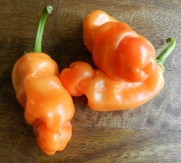 Peter Pepper Seeds Orange HOT Pepper 10+ Nature on Viagra! Fantastic Gift ! By Hinterland Trading