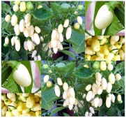 25 WHITE HABANERO HABENERO HOT Pepper seeds From PERU ~Massive Bunches of Fruits