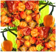 25 HABANERO SCOTCH BONNET HABENERO HOT Pepper seeds RARE citrus-like Great Salsa