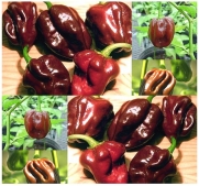 30 HABENERO HABANERO CHOCOLATE HOT Pepper seeds 2 x 1 ~ Originating from Cuba