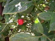 Red Rocoto Hot Pepper 10+ Seeds
