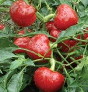 Trinidad Hot Cherry Hot Pepper 10+ seeds