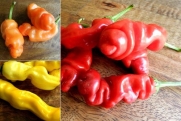 Red Peter Pepper 10+ Seeds AND Orange Peter Pepper Seeds 10+ AND Yellow Peter Pepper Seeds 10+ Rainbow Peter Pepper combo pack! By Hinterland Trading