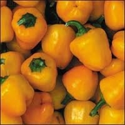 Mini Yellow Bell Pepper Seeds 10+ Miniature Yellow Belle Peppers By Hinterland Trading