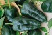 Todd's Seeds - Hot Pepper - Ancho Hot Pepper Seed, Sold by the Pound