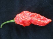 Devil's Tongue Red 10 Pepper Seeds By Pepper Gardeners