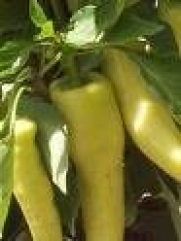 100 Sweet Banana Pepper Seeds