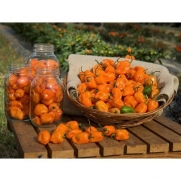 (VHPH)~HABANERO HOT PEPPER~Seeds!!!~~~~As Hot As It Gets!!! !